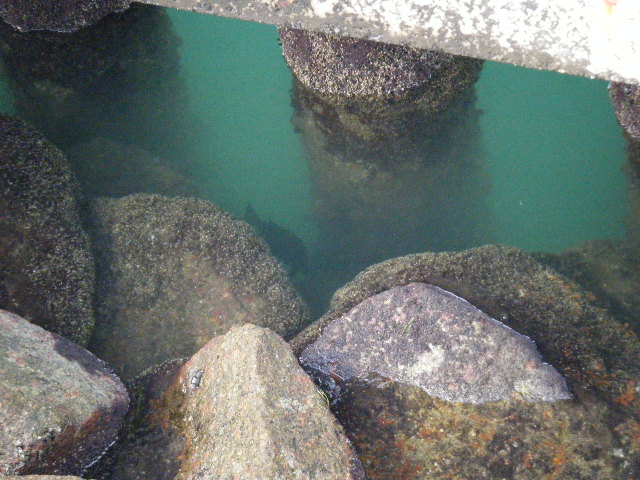 浜名湖釣行記 梅雨明け灼熱地獄 こじこじの部屋